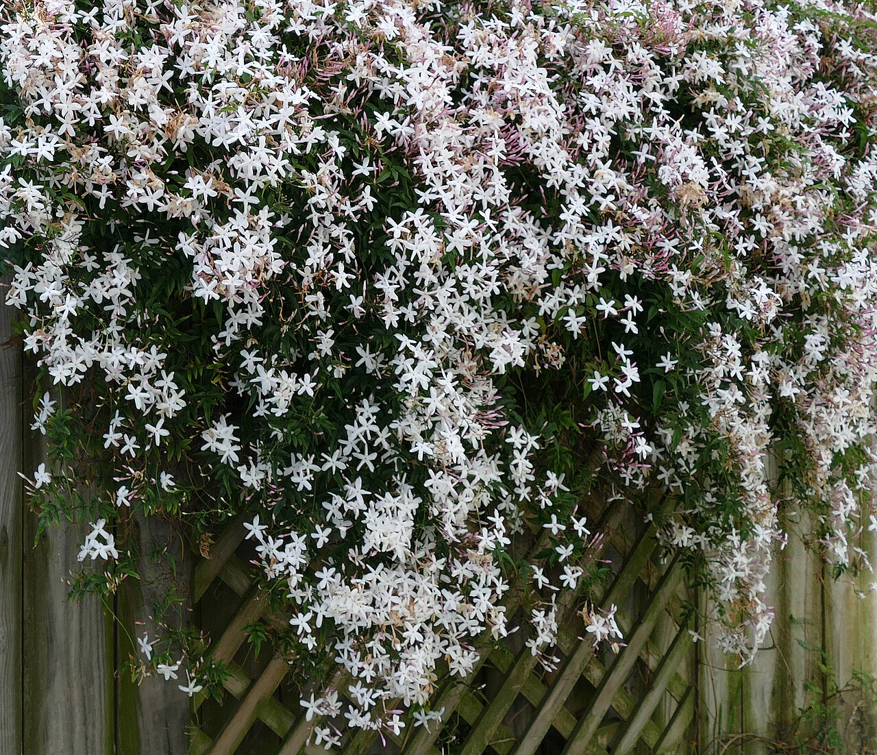 Beyond Jasmine Waltz Net Worth: Discovering Jasmine Plants